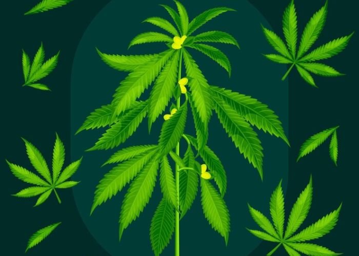 MMJ Card